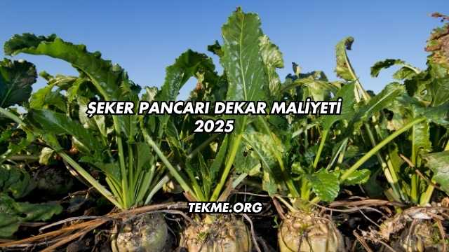 Şeker Pancarı Dekar Maliyeti 2025