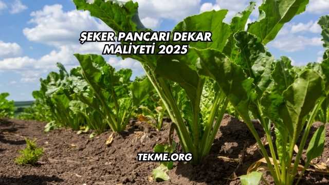 Şeker Pancarı Dekar Maliyeti 2025