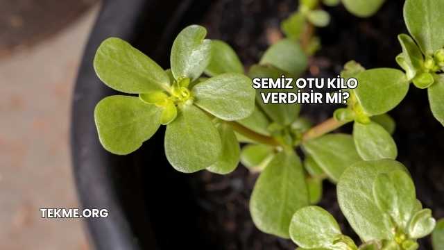 Semiz Otu Kilo Verdirir mi?