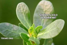 Semizotu Kilo Verdirir mi?