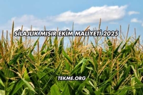 Silajlık Mısır Ekim Maliyeti 2025