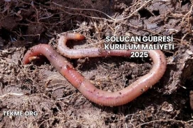Solucan Gübresi Kurulum Maliyeti 2025