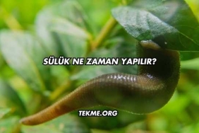 Sülük Ne Zaman Yapılır?