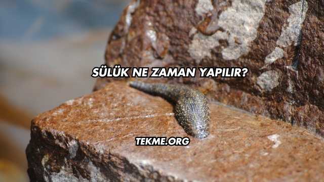 Sülük Ne Zaman Yapılır?