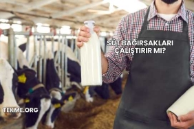 Süt Bağırsakları Çalıştırır mı?