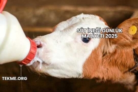 Süt İneği Günlük Maliyeti 2025
