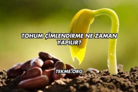 Tohum Çimlendirme Ne Zaman Yapılır?