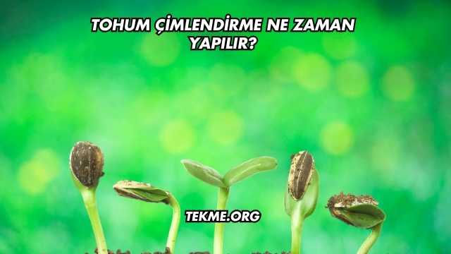 Tohum Çimlendirme Ne Zaman Yapılır?