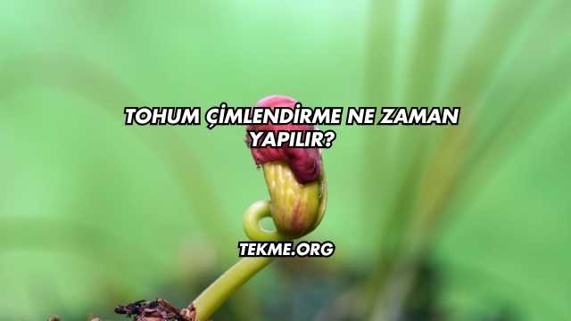 Tohum Çimlendirme Ne Zaman Yapılır?