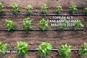Toprak Altı Damlama Sulama Maliyeti 2025