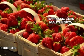 Topraksız Çilek Maliyeti 2025