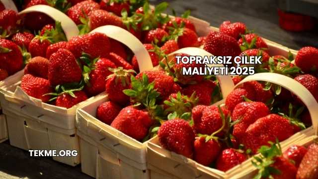 Topraksız Çilek Maliyeti 2025