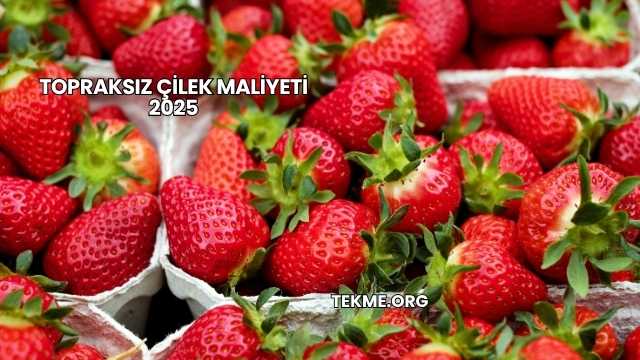 Topraksız Çilek Maliyeti 2025