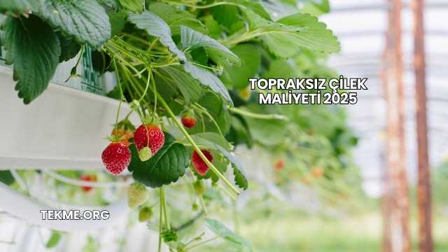 Topraksız Çilek Maliyeti 2025