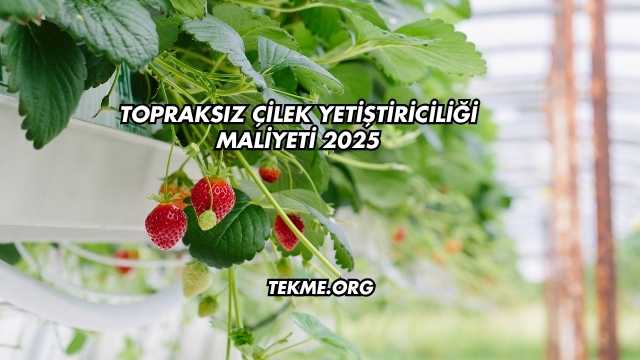 Topraksız Çilek Yetiştiriciliği Maliyeti 2025