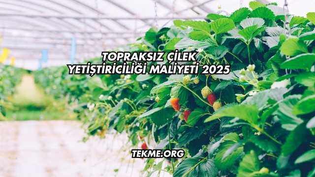 Topraksız Çilek Yetiştiriciliği Maliyeti 2025