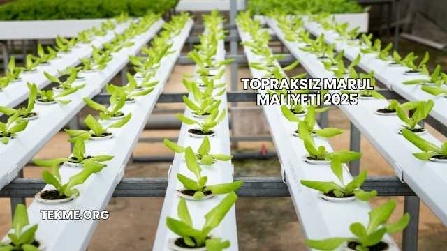 Topraksız Marul Maliyeti 2025
