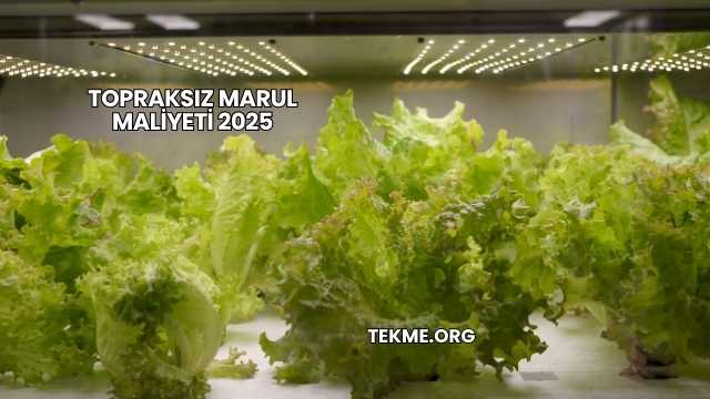 Topraksız Marul Maliyeti 2025