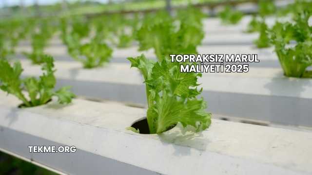 Topraksız Marul Maliyeti 2025