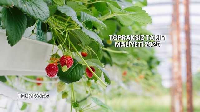 Topraksız Tarım Maliyeti 2025