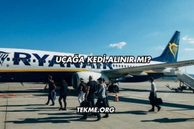 Uçağa Kedi Alınır mı?