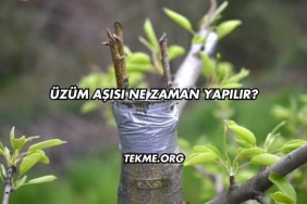 Üzüm Aşısı Ne Zaman Yapılır?