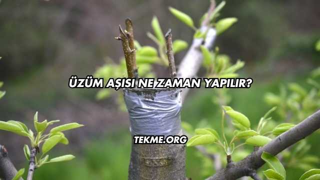 Üzüm Aşısı Ne Zaman Yapılır?