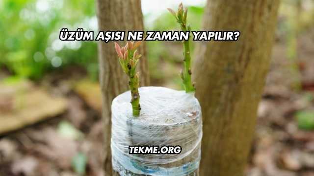 Üzüm Aşısı Ne Zaman Yapılır?