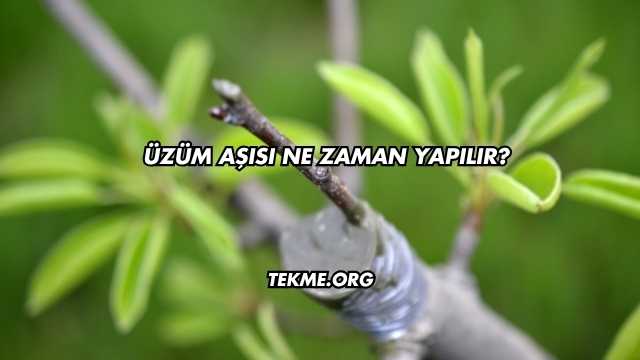 Üzüm Aşısı Ne Zaman Yapılır?