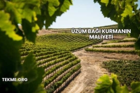 Üzüm Bağı Kurmanın Maliyeti