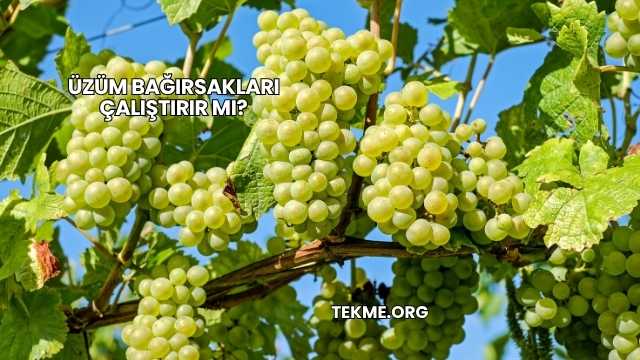 Üzüm Bağırsakları Çalıştırır mı?