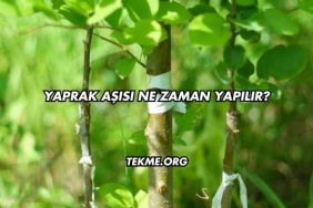 Yaprak Aşısı Ne Zaman Yapılır?