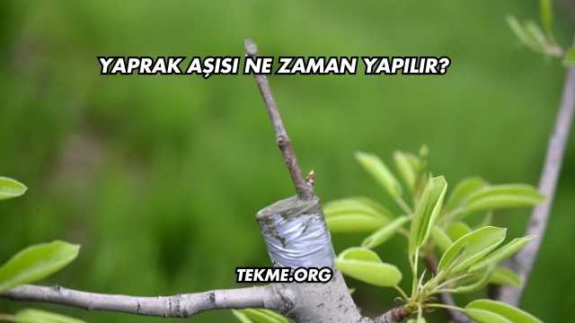 Yaprak Aşısı Ne Zaman Yapılır?