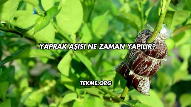 Yaprak Aşısı Ne Zaman Yapılır?