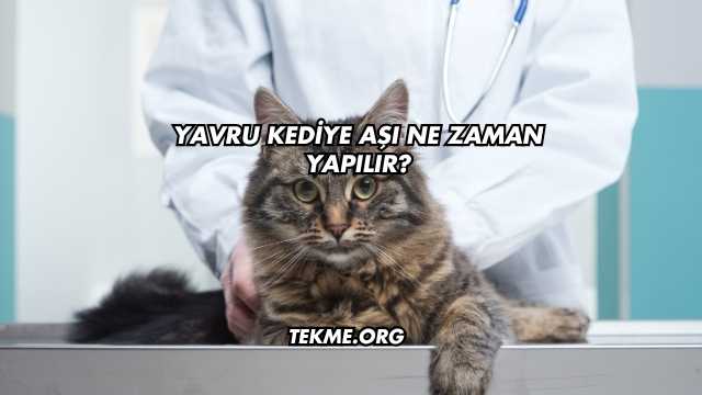 Yavru Kediye Aşı Ne Zaman Yapılır?