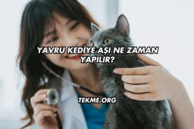 Yavru Kediye Aşı Ne Zaman Yapılır?