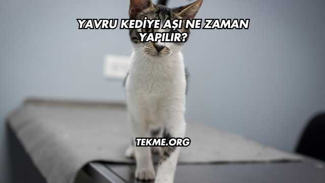 Yavru Kediye Aşı Ne Zaman Yapılır?