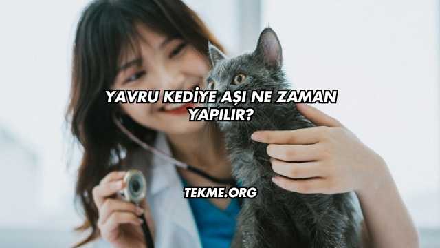 Yavru Kediye Aşı Ne Zaman Yapılır?