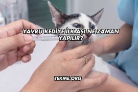 Yavru Kediye İlk Aşı Ne Zaman Yapılır?