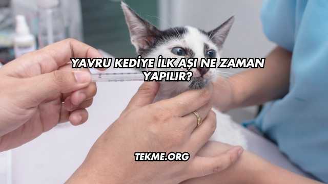Yavru Kediye İlk Aşı Ne Zaman Yapılır?