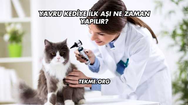 Yavru Kediye İlk Aşı Ne Zaman Yapılır?