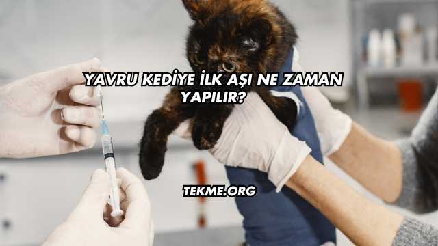 Yavru Kediye İlk Aşı Ne Zaman Yapılır?