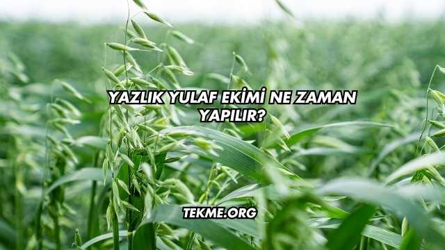 Yazlık Yulaf Ekimi Ne Zaman Yapılır?