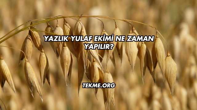 Yazlık Yulaf Ekimi Ne Zaman Yapılır?