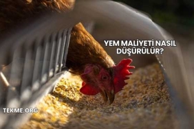 Yem Maliyeti Nasıl Düşürülür?