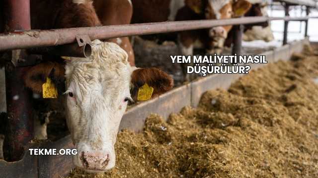 Yem Maliyeti Nasıl Düşürülür?