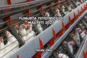 Yumurta Yetiştiriciliği Maliyeti 2025