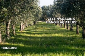 Zeytin Ağacına Hangi İlaç Atılır?