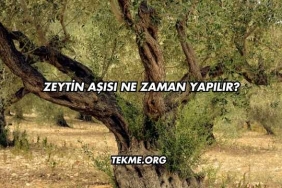 Zeytin Aşısı Ne Zaman Yapılır?
