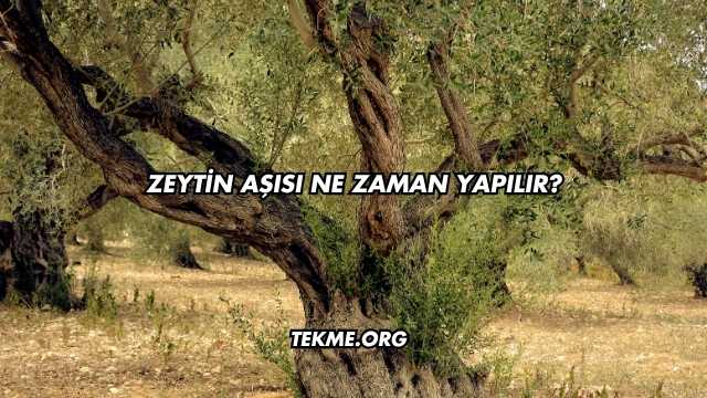 Zeytin Aşısı Ne Zaman Yapılır?